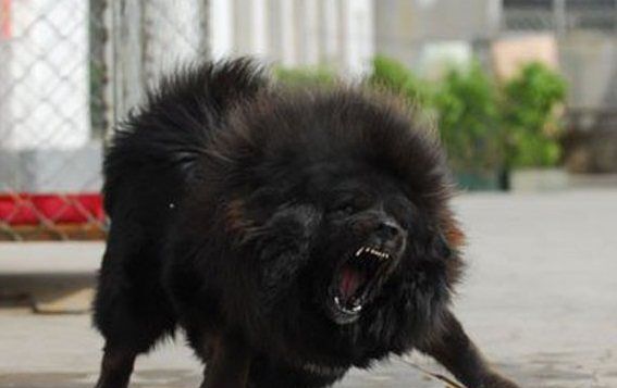 世界五大危险犬类 藏獒上榜 最后一种多国禁养 世界五大危险犬类 藏獒上榜 最后一种多国禁养