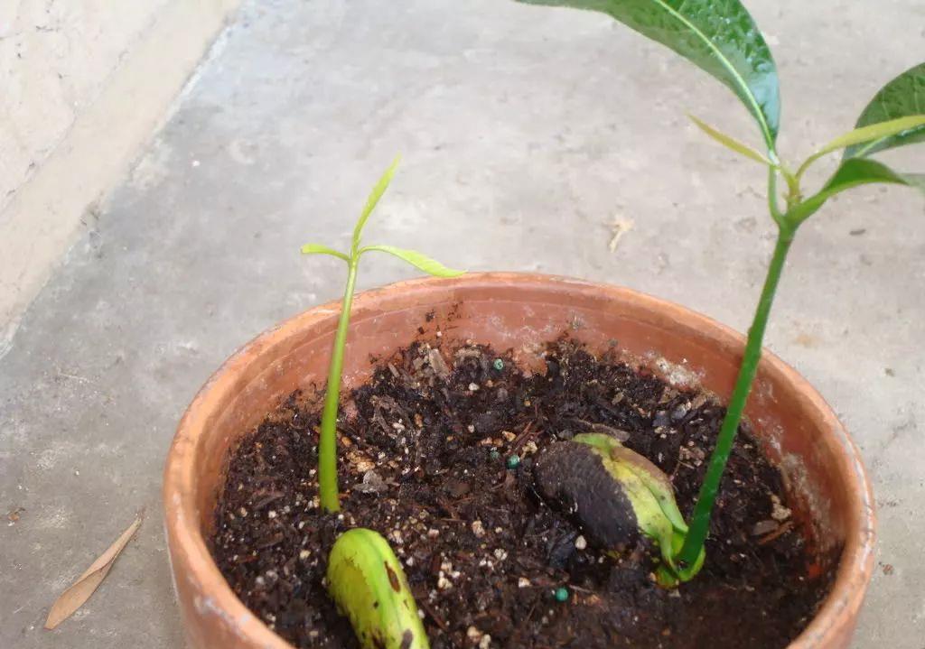 用种子培育的芒果树养在花盆里就能生长健壮