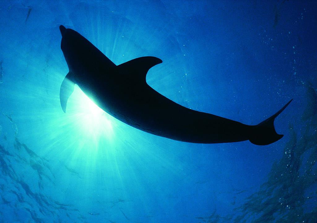 在远古海豚也是顶级掠食者它们可以达到24米硬杠巨齿鲨