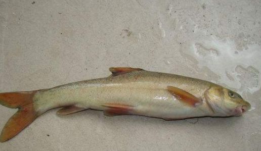 10年长1斤肉,藏高山峡谷,仍逃不过"吃货"嘴|高原|裂腹鱼|高山峡谷