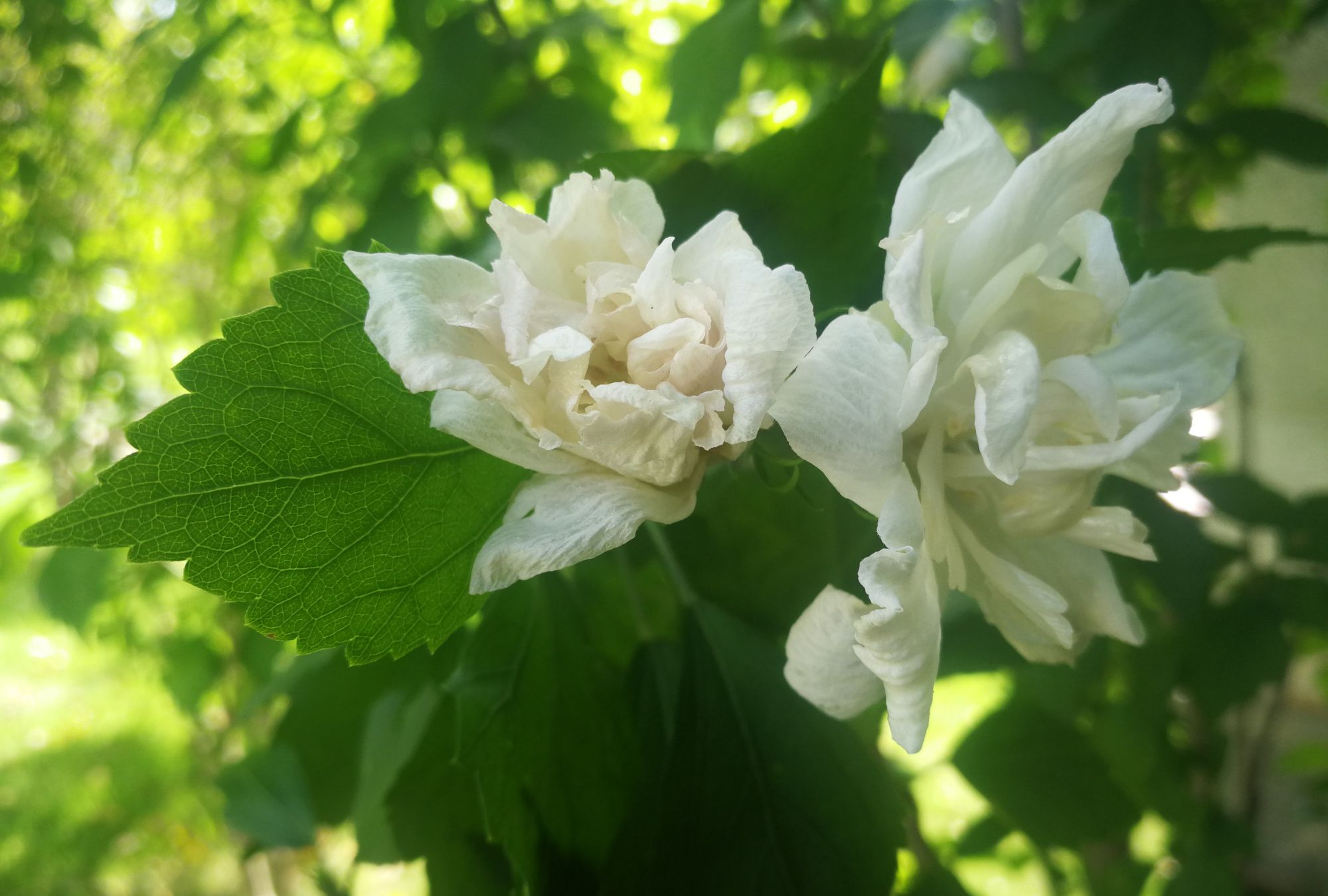 重瓣白色木槿花 朝开暮落的 无穷花