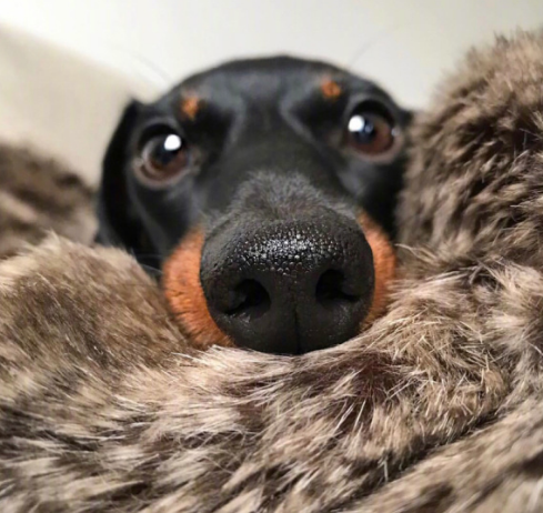 哪里来的腊肠狗,竟然有这么多超萌表情包!