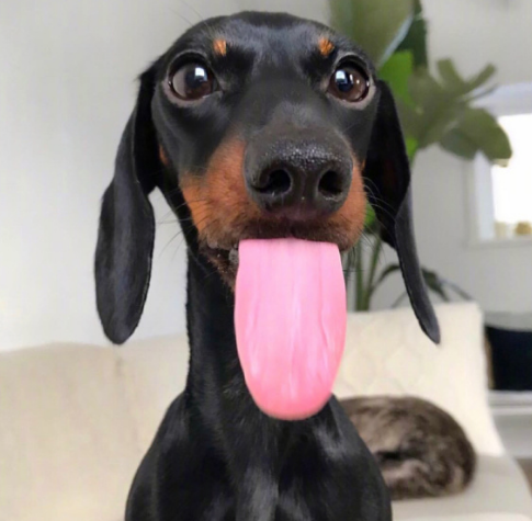 哪里来的腊肠狗,竟然有这么多超萌表情包!