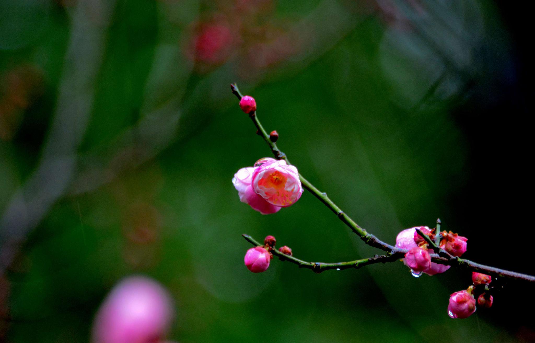 雨中红梅展新颜