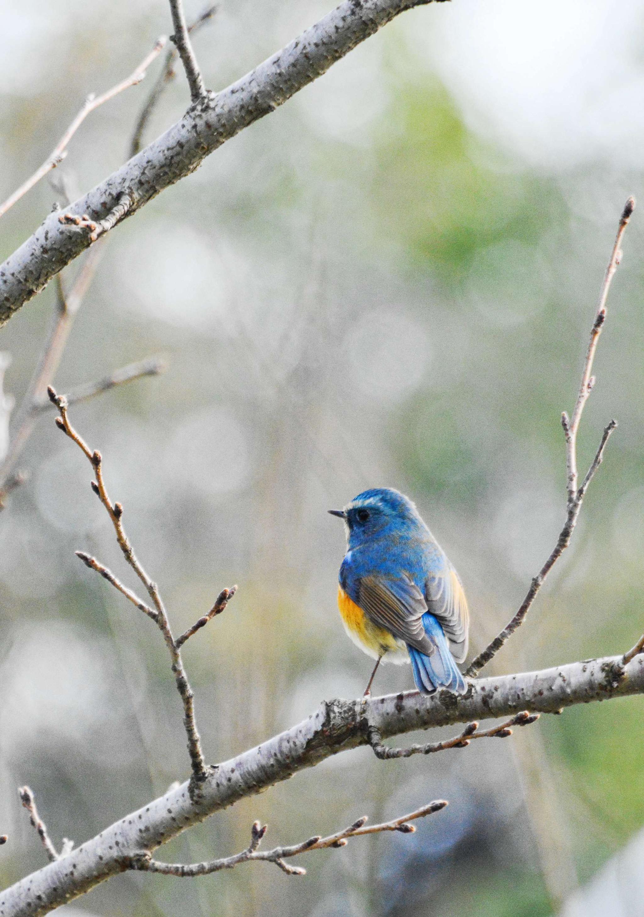 快乐的小鸟(摄于无锡鹅湖玫瑰园)