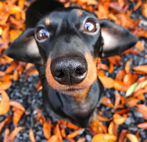 哪里来的腊肠狗竟然有这么多超萌表情包