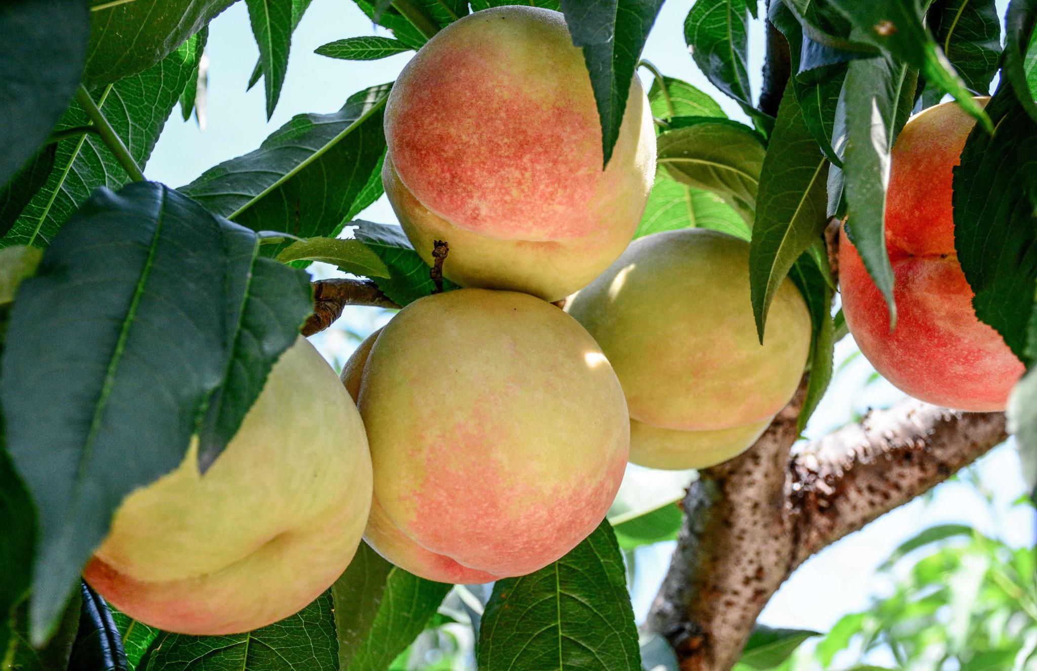 "桃"不过这甜蜜的诱惑 ,无锡蜜桃季,郡瑞有惊喜.