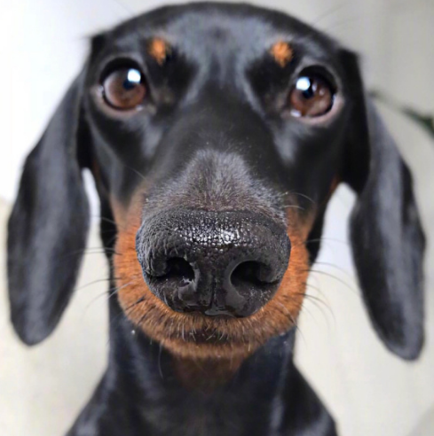 哪里来的腊肠狗竟然有这么多超萌表情包