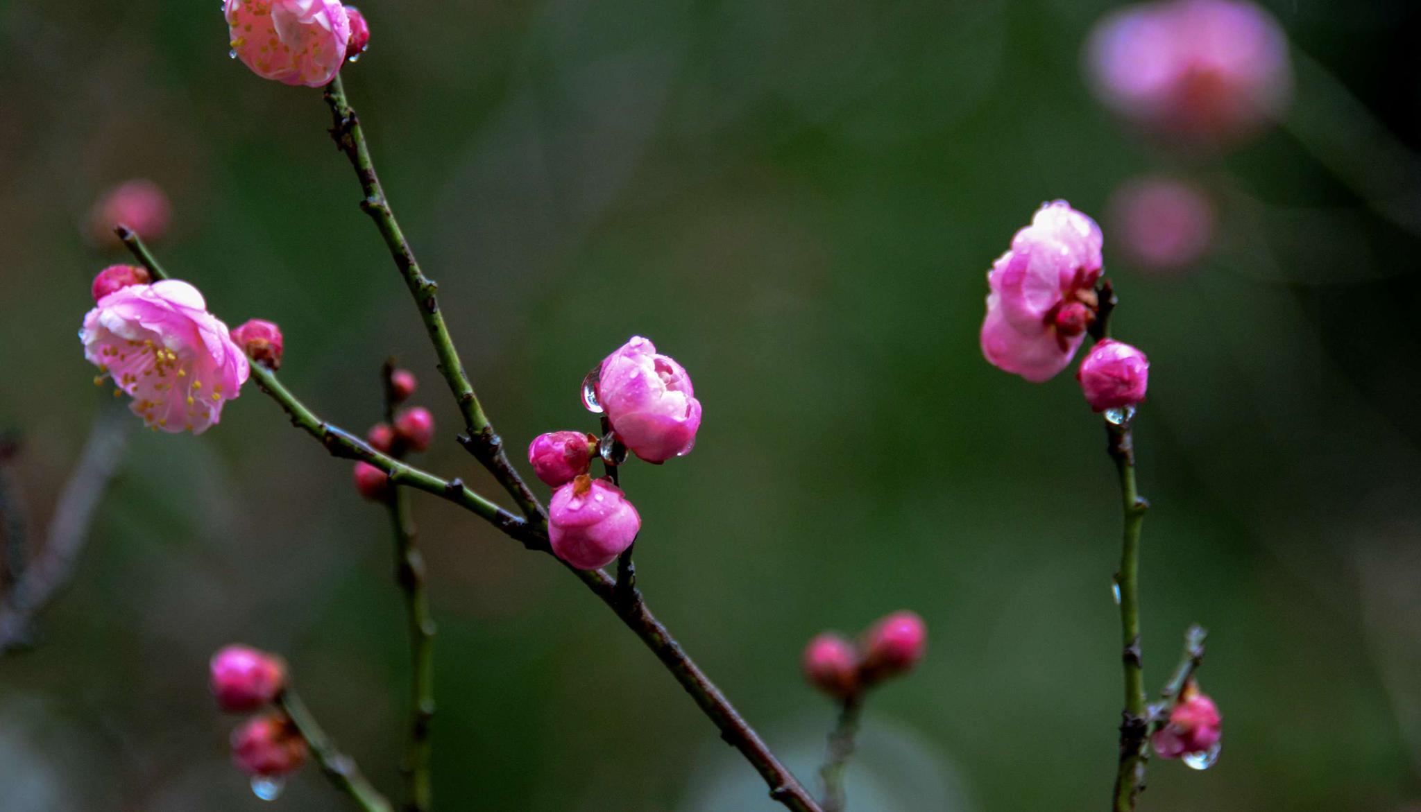 雨中红梅展新颜