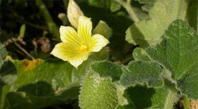 属于外来入侵植物,样子很像葫芦,却叶柄很粗和南瓜柄很像,喷瓜花朵为5