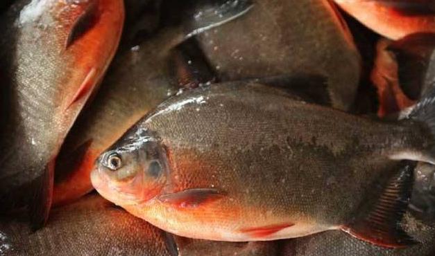 介绍一下红鲳鱼的人工养殖方法