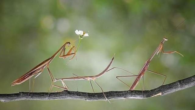 打伞树蛙引人怜,拍摄背后令人沉思,这样的人不配称为摄影师
