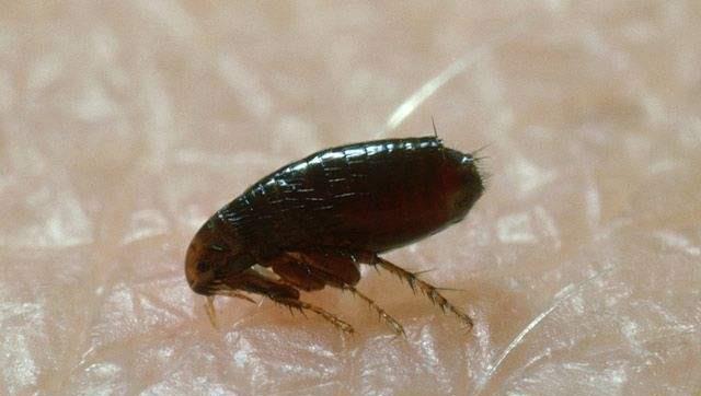 世界上跳的最高的昆虫,弹跳能力惊人,却备受人们厌恶!