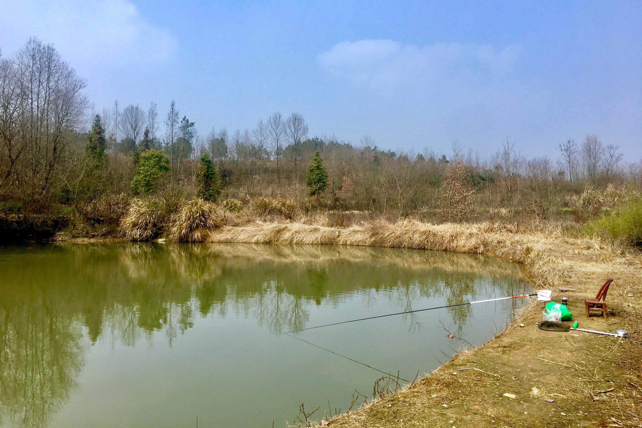 小池塘里的大鱼鲢鱼武汉市黄陂区