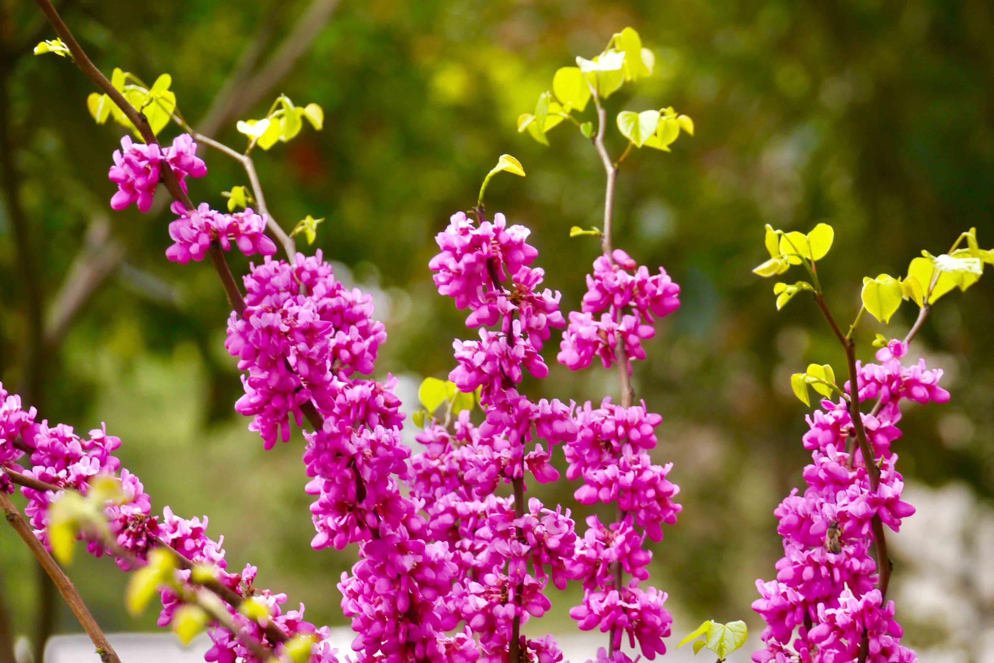 满目春光紫荆花开湖北工业大学