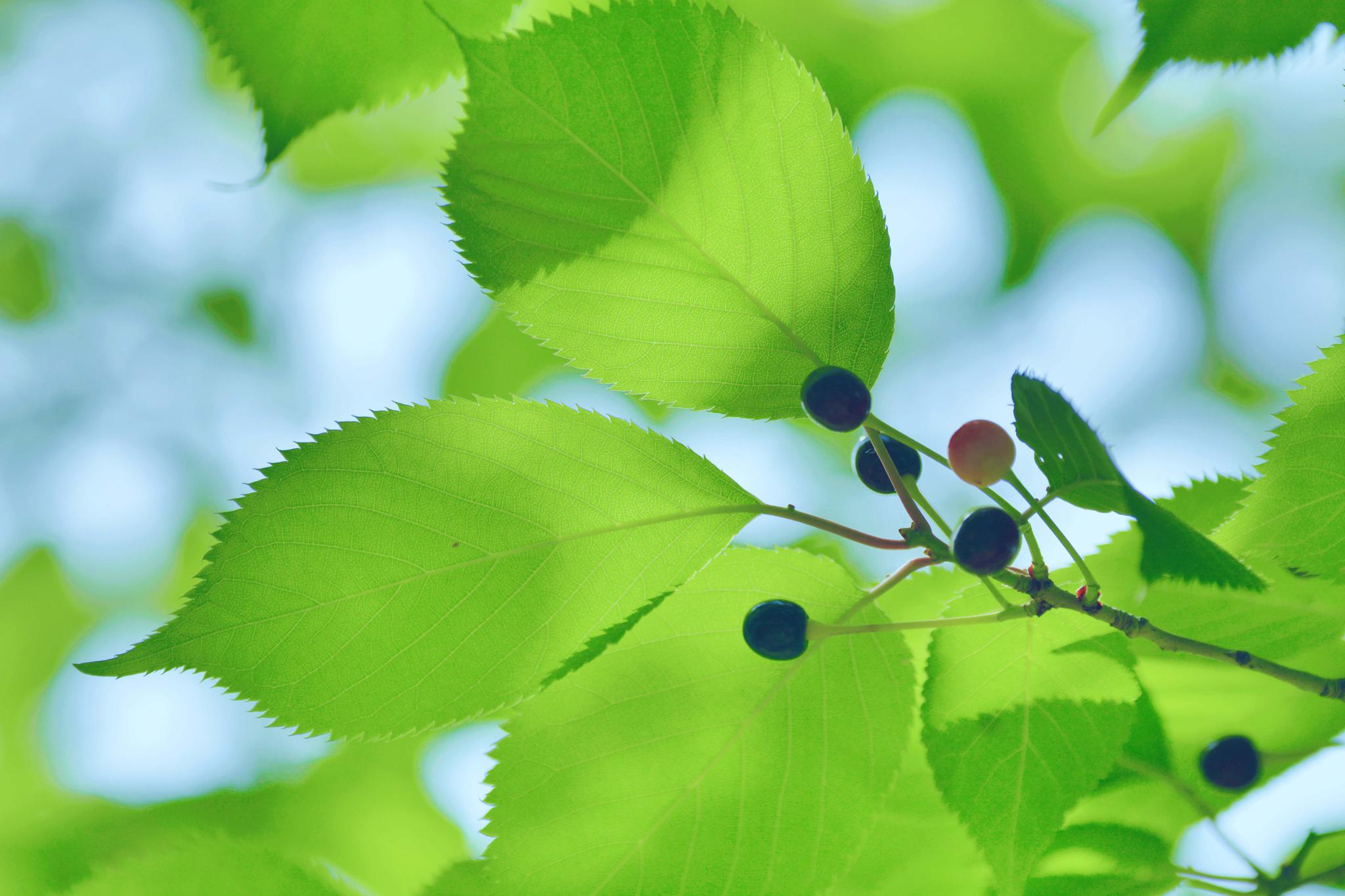 好看的山樱桃叶,原创摄影