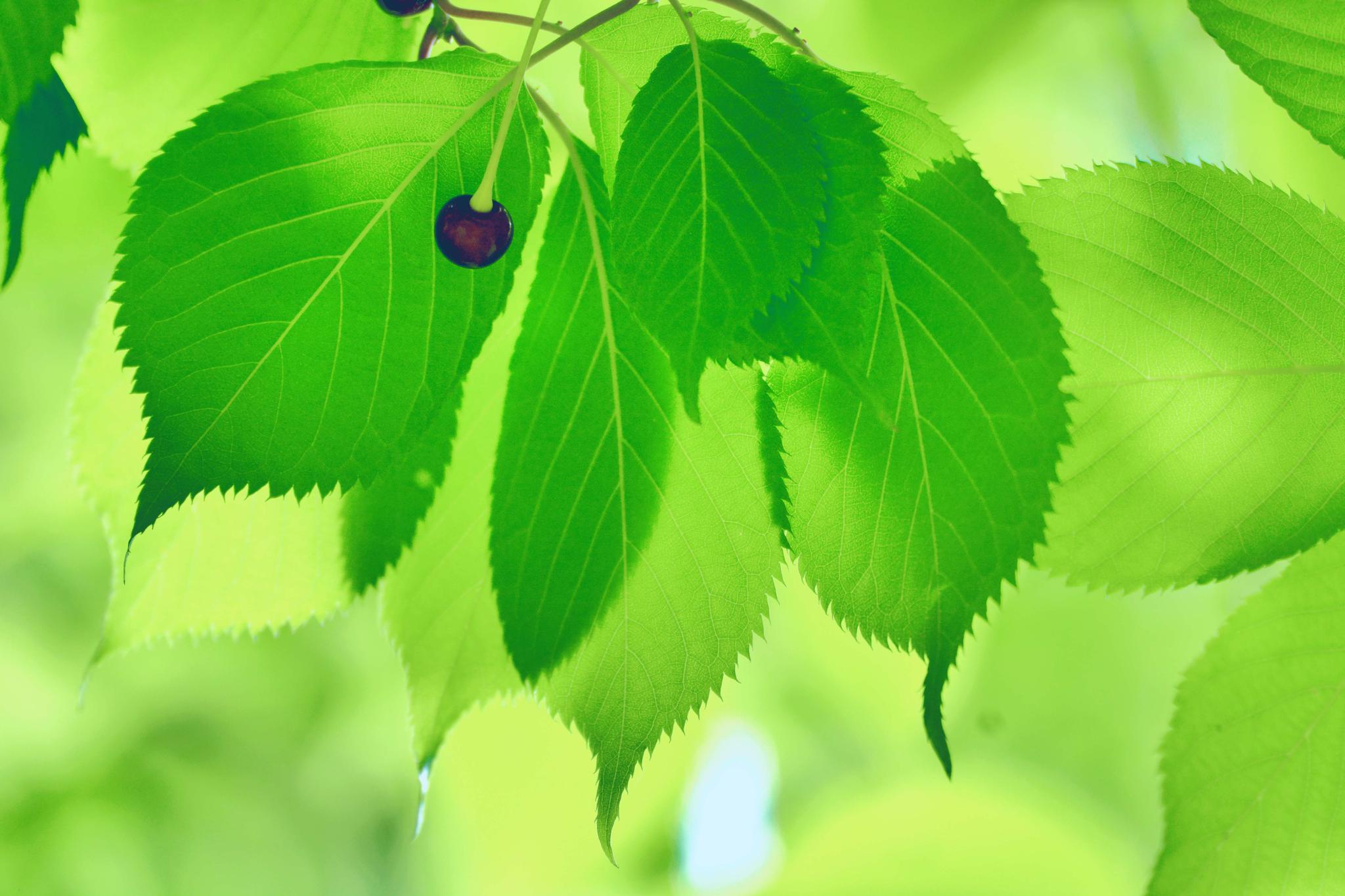 好看的山樱桃叶,原创摄影