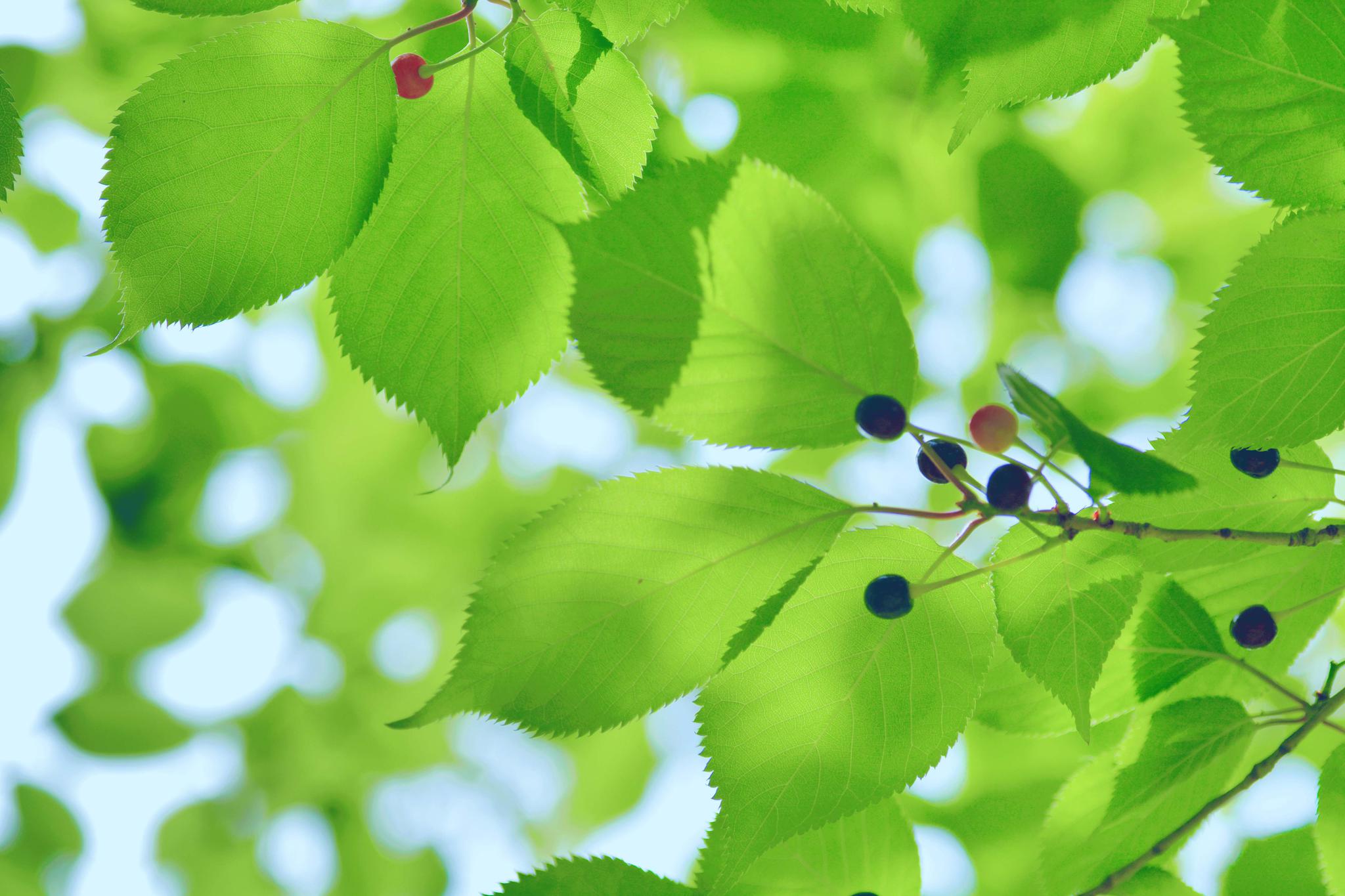 好看的山樱桃叶,原创摄影