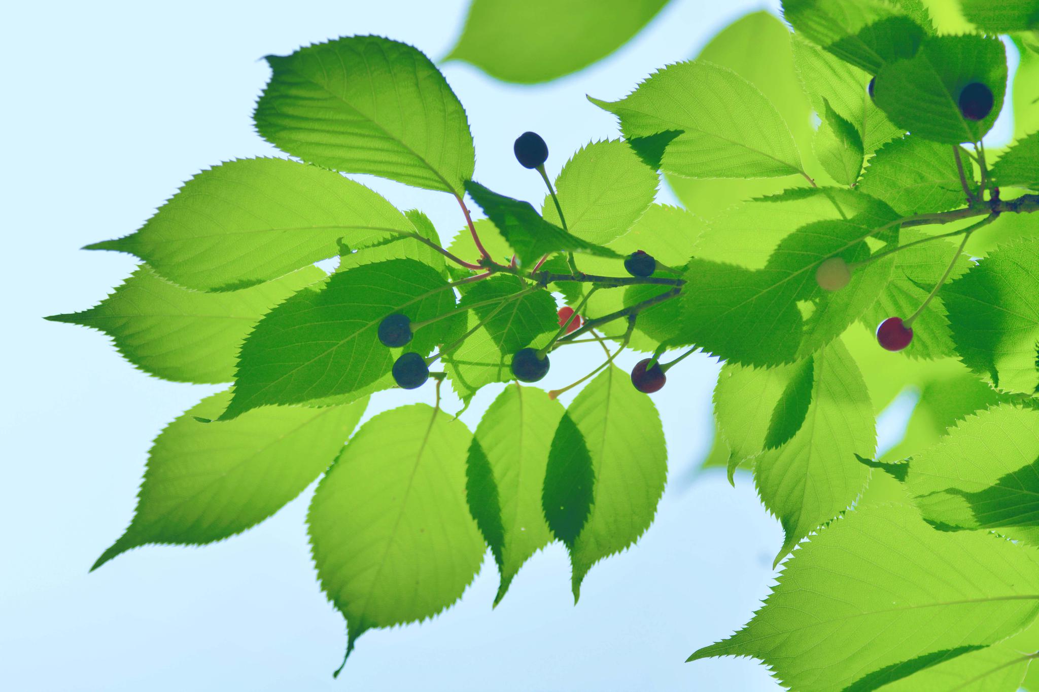 好看的山樱桃叶,原创摄影