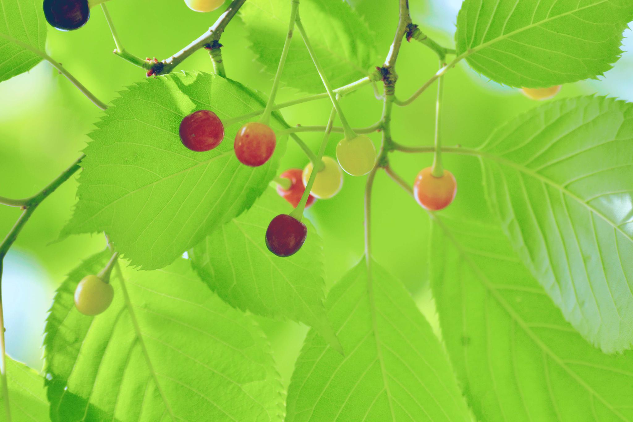 好看的山樱桃叶,原创摄影