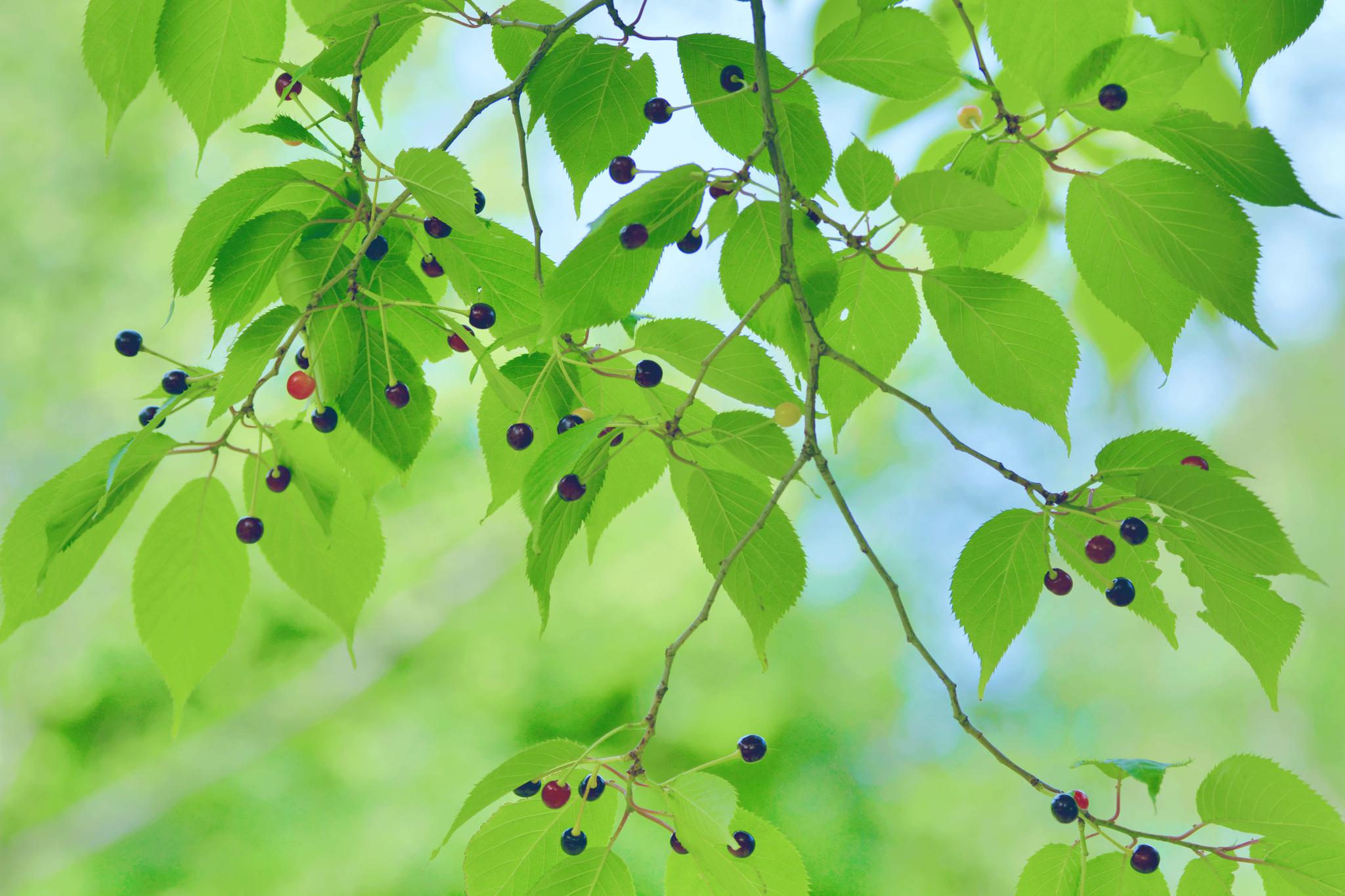 好看的山樱桃叶,原创摄影