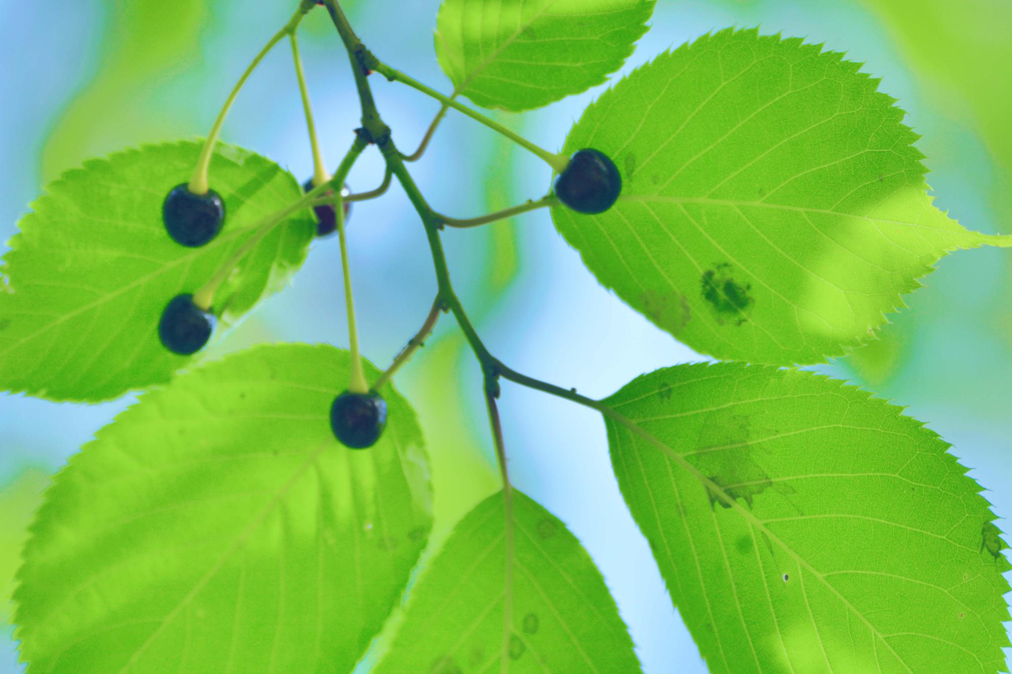 好看的山樱桃叶,原创摄影