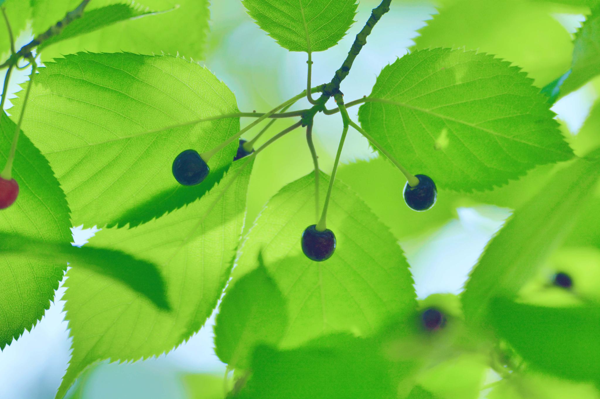 好看的山樱桃叶,原创摄影