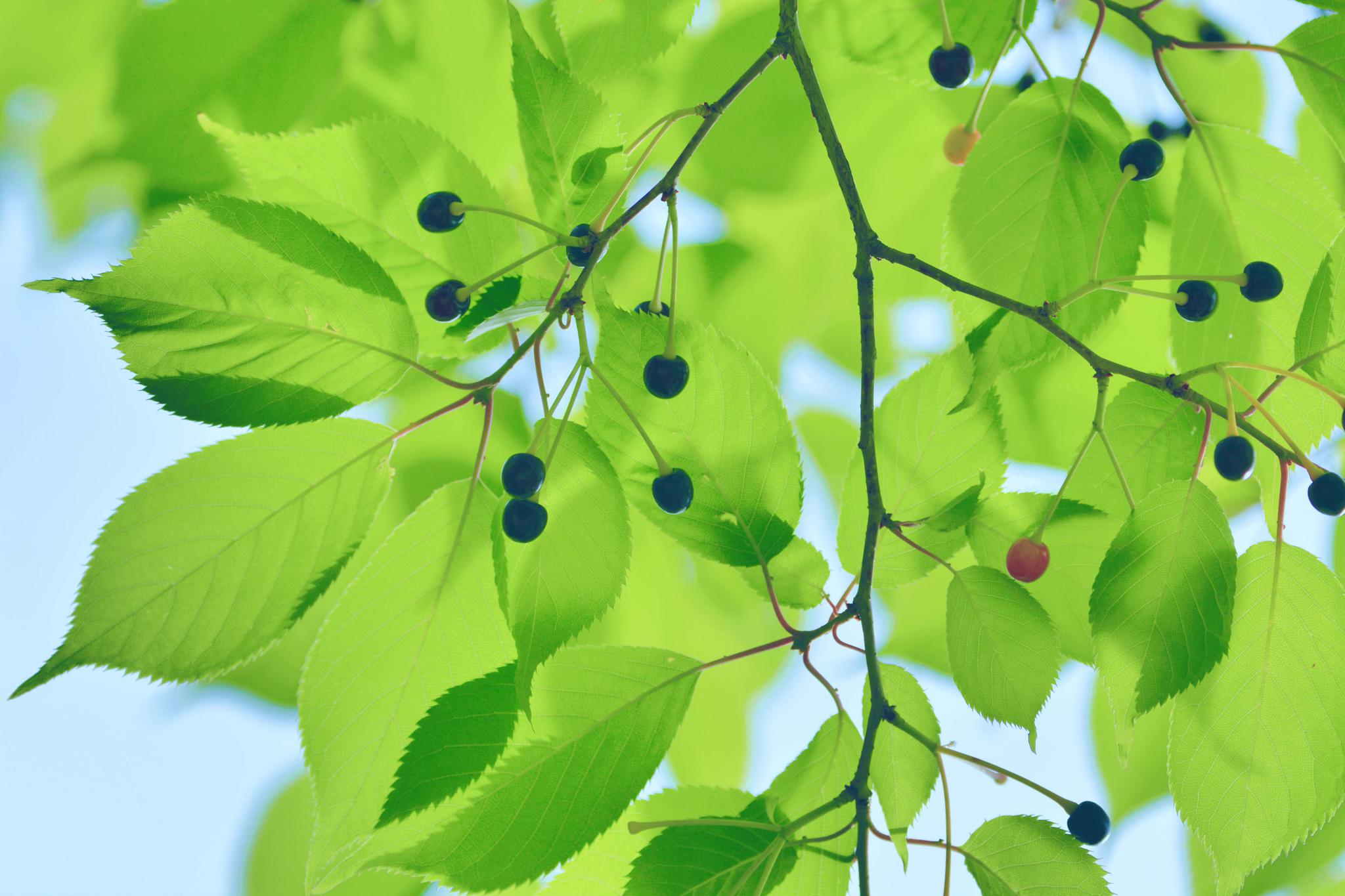 好看的山樱桃叶,原创摄影