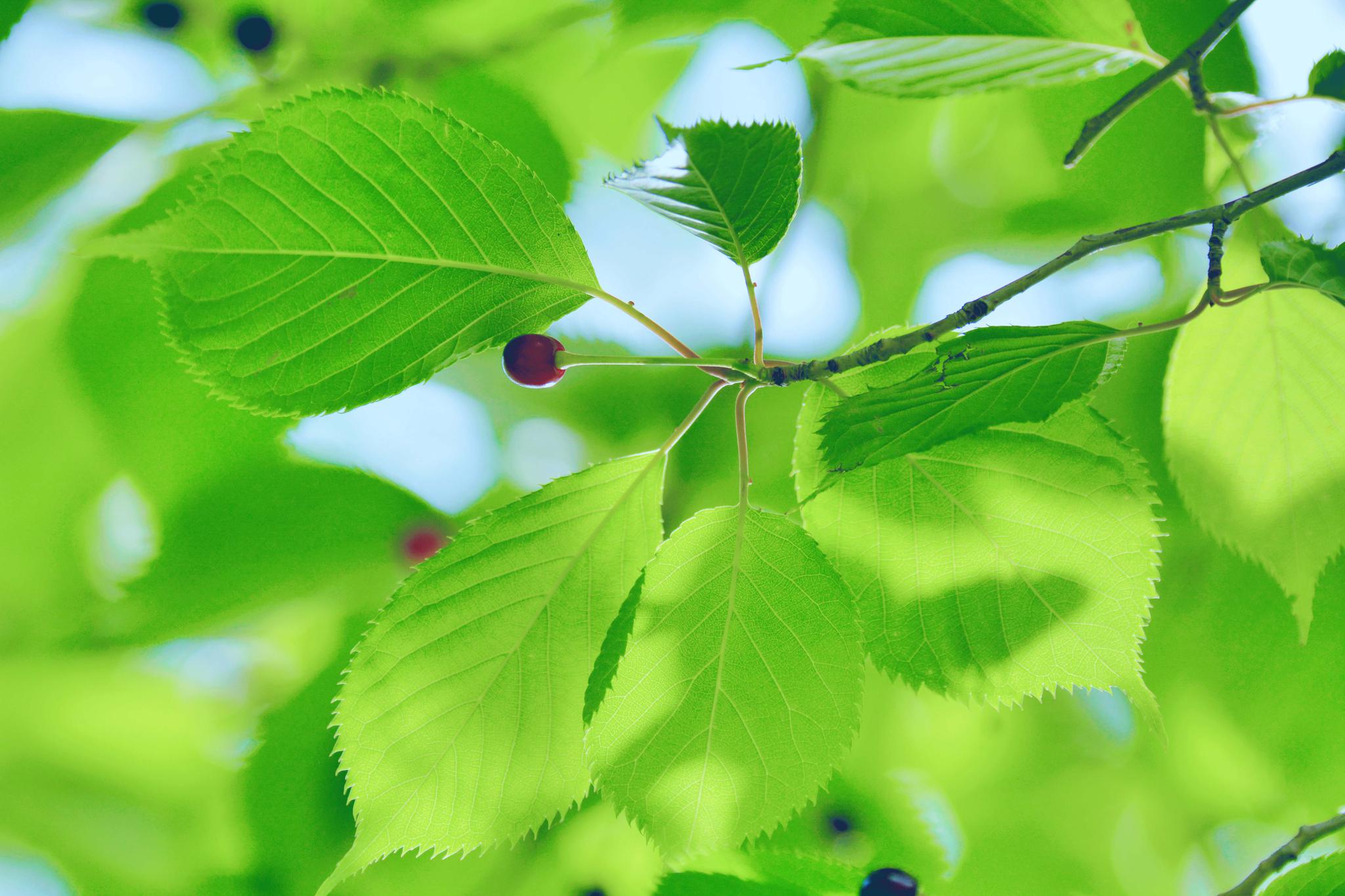 好看的山樱桃叶,原创摄影
