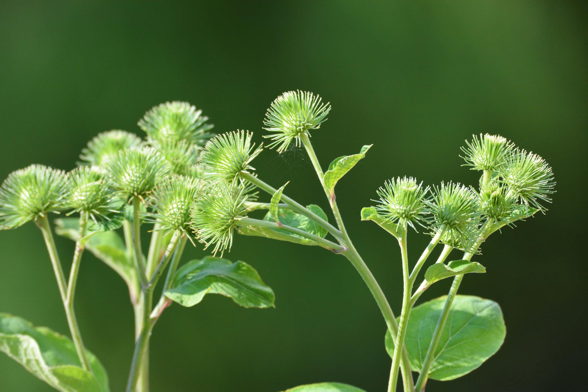 43张图带你看看牛蒡子的花果叶原创摄影