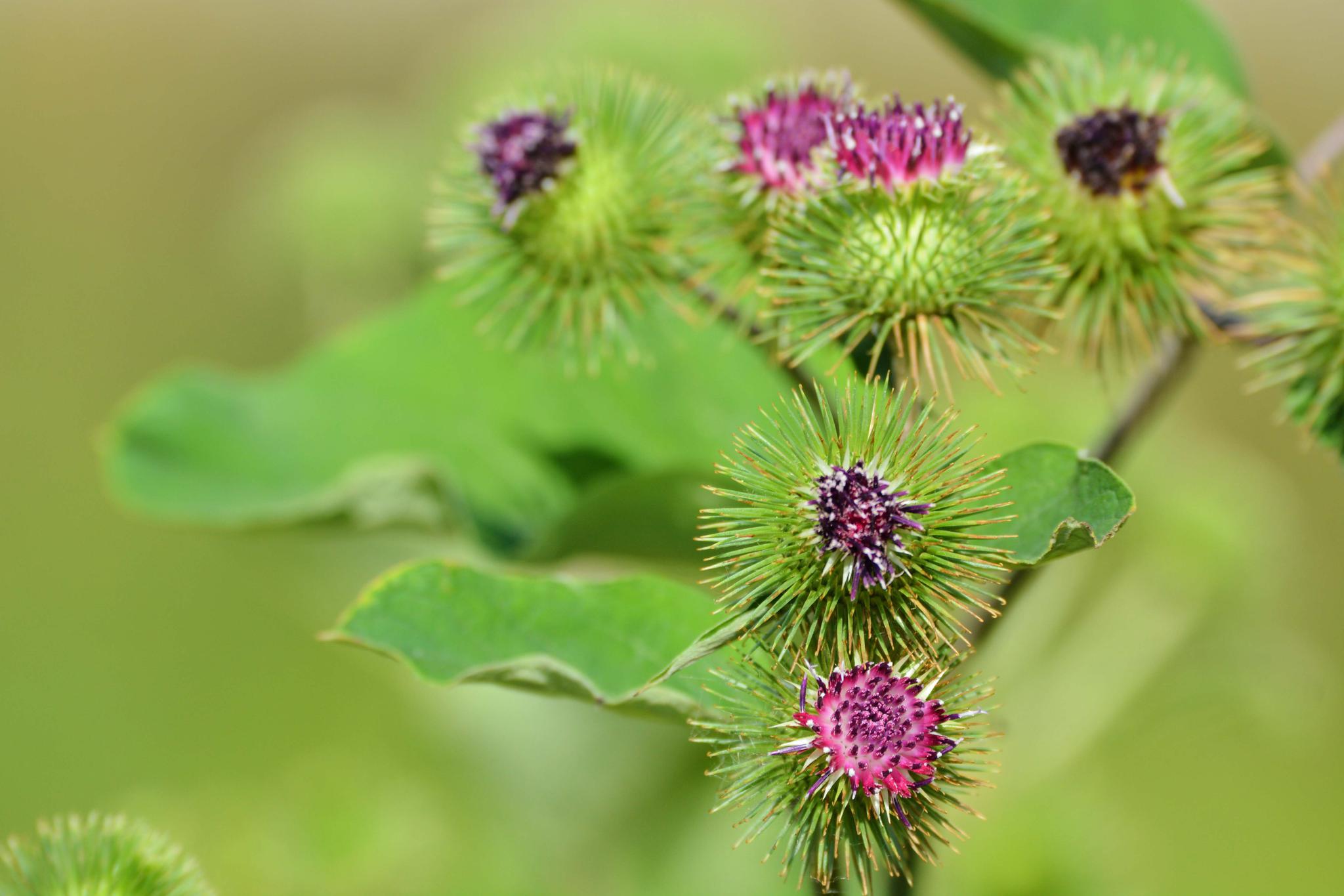 43张图带你看看牛蒡子的花果叶原创摄影