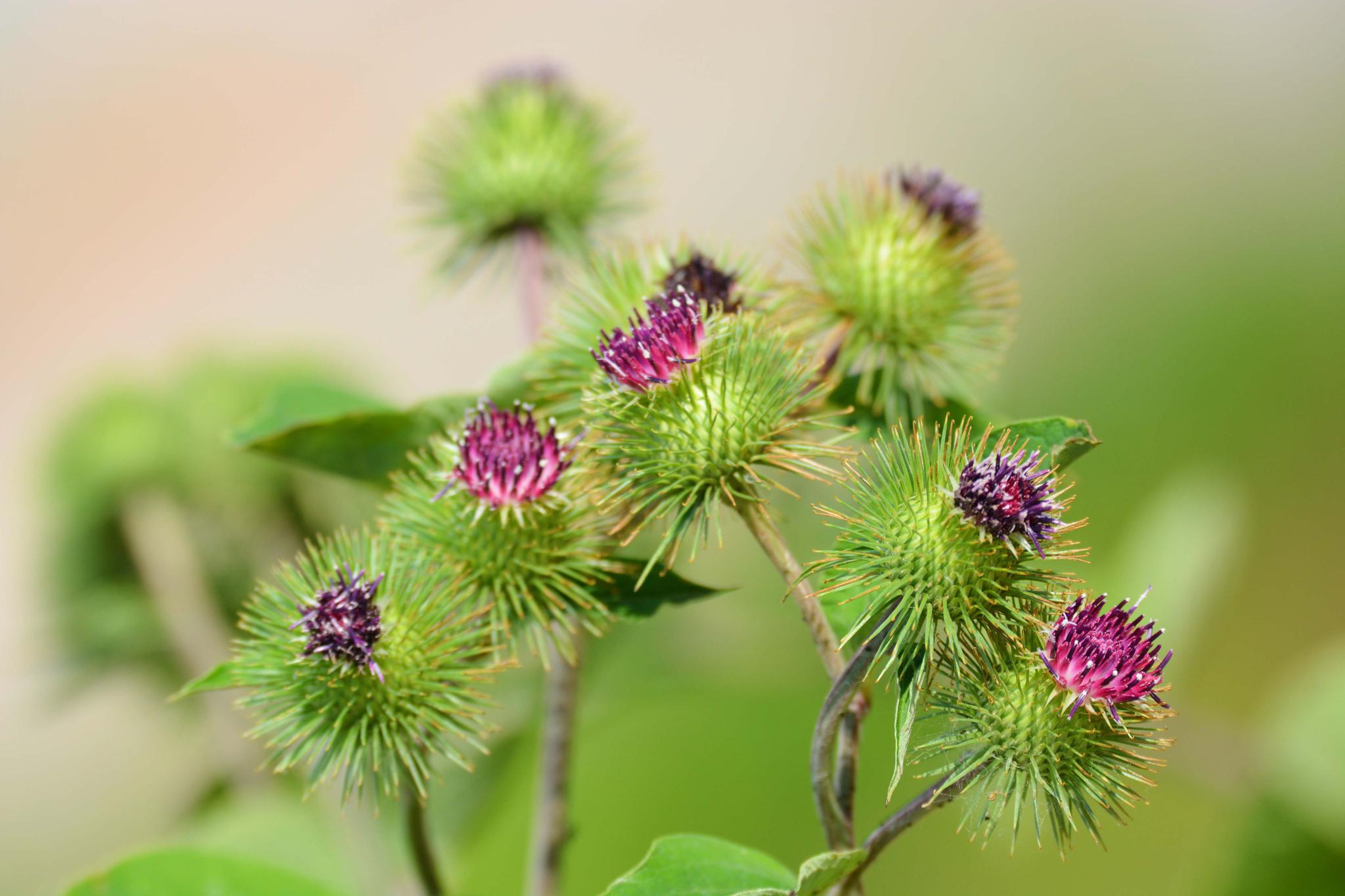 43张图带你看看牛蒡子的花果叶原创摄影