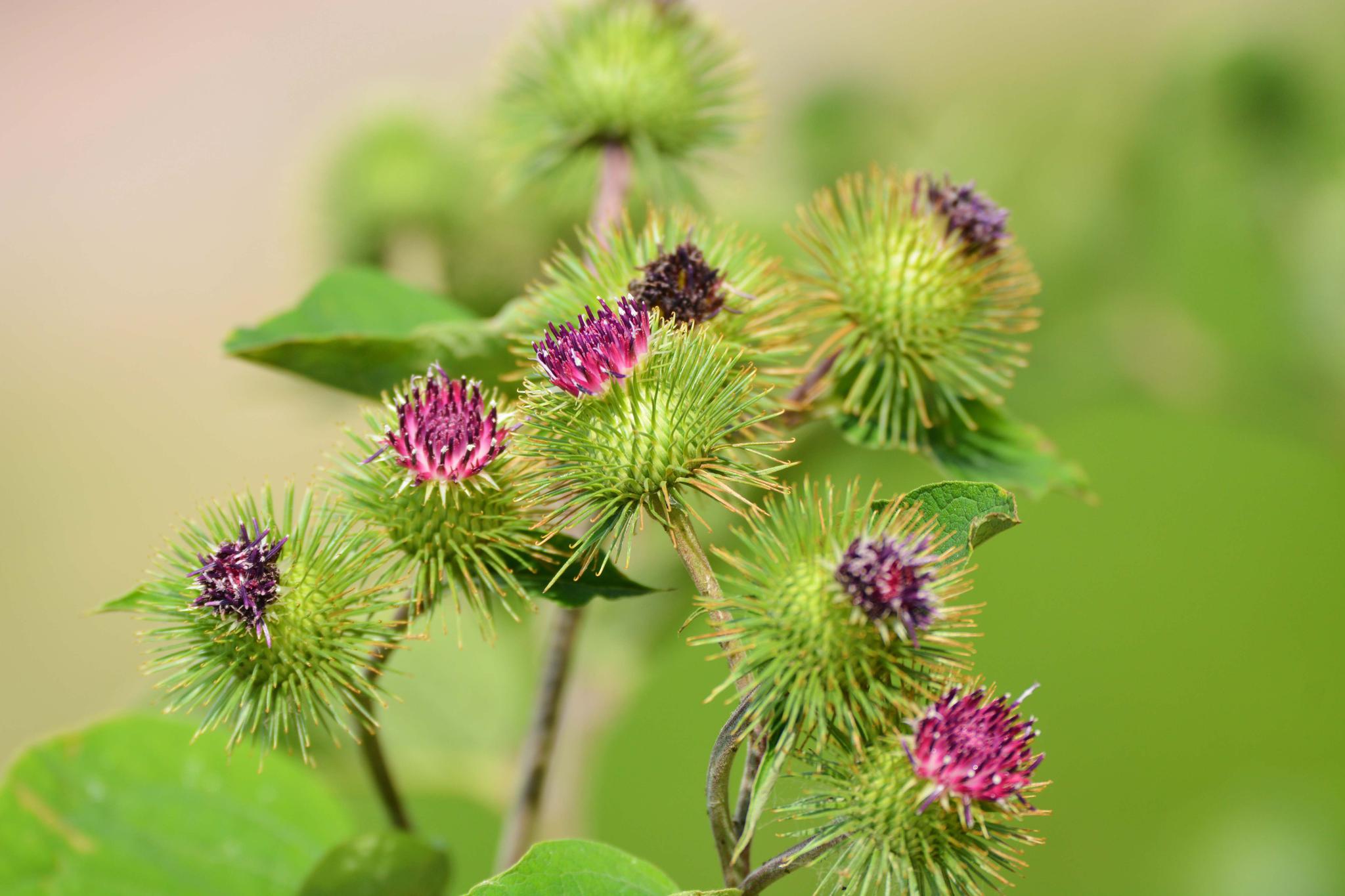 43张图带你看看牛蒡子的花果叶原创摄影