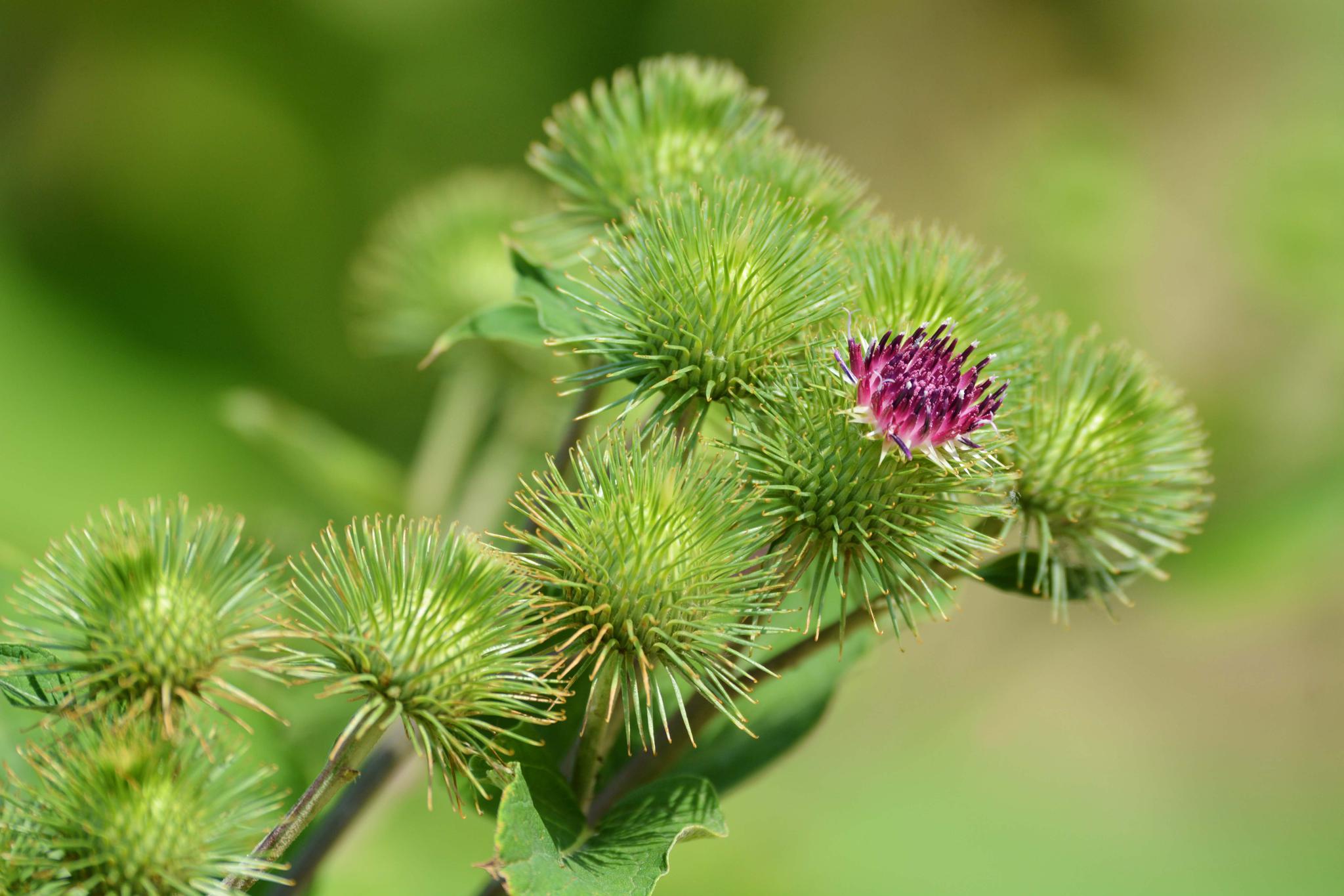 43张图带你看看牛蒡子的花果叶原创摄影