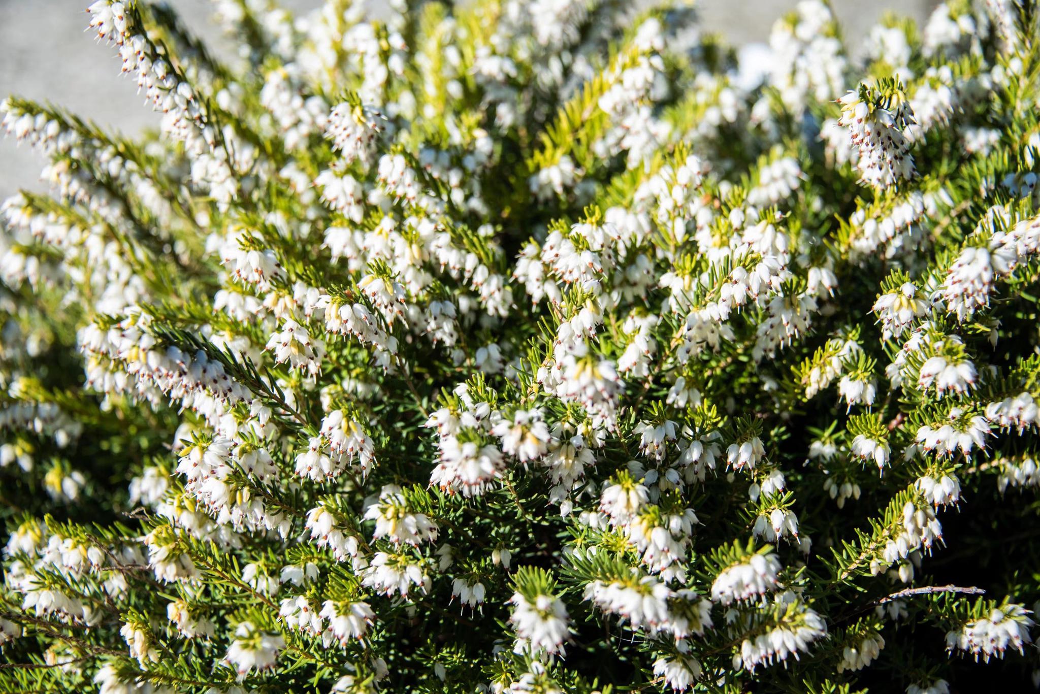 挪威国花—帚石楠(22图)