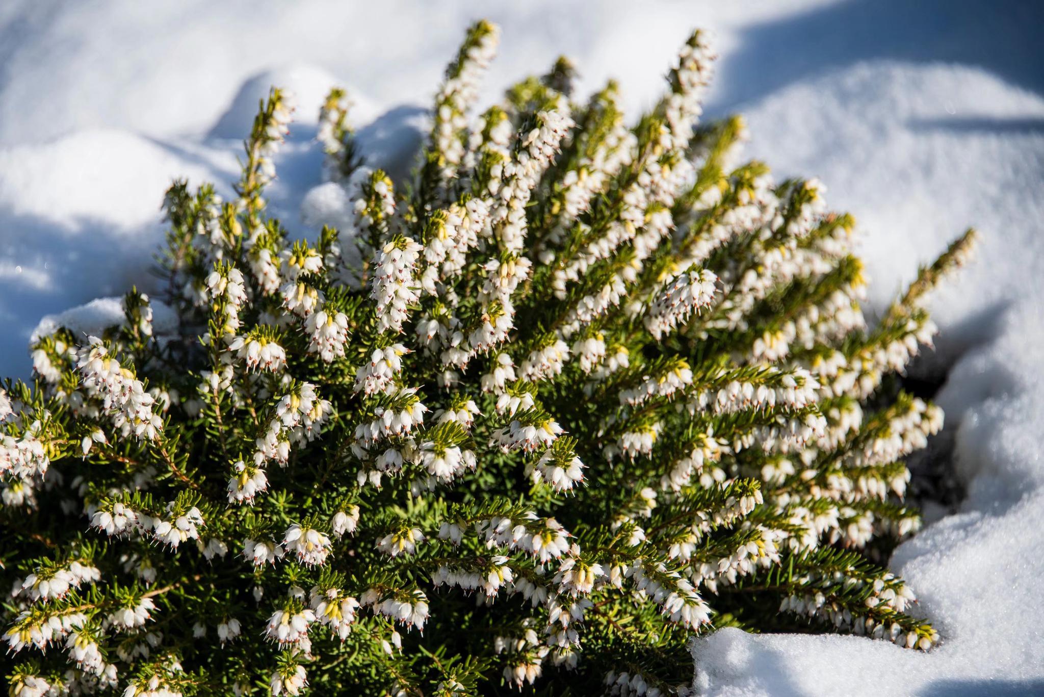 挪威国花—帚石楠(22图)