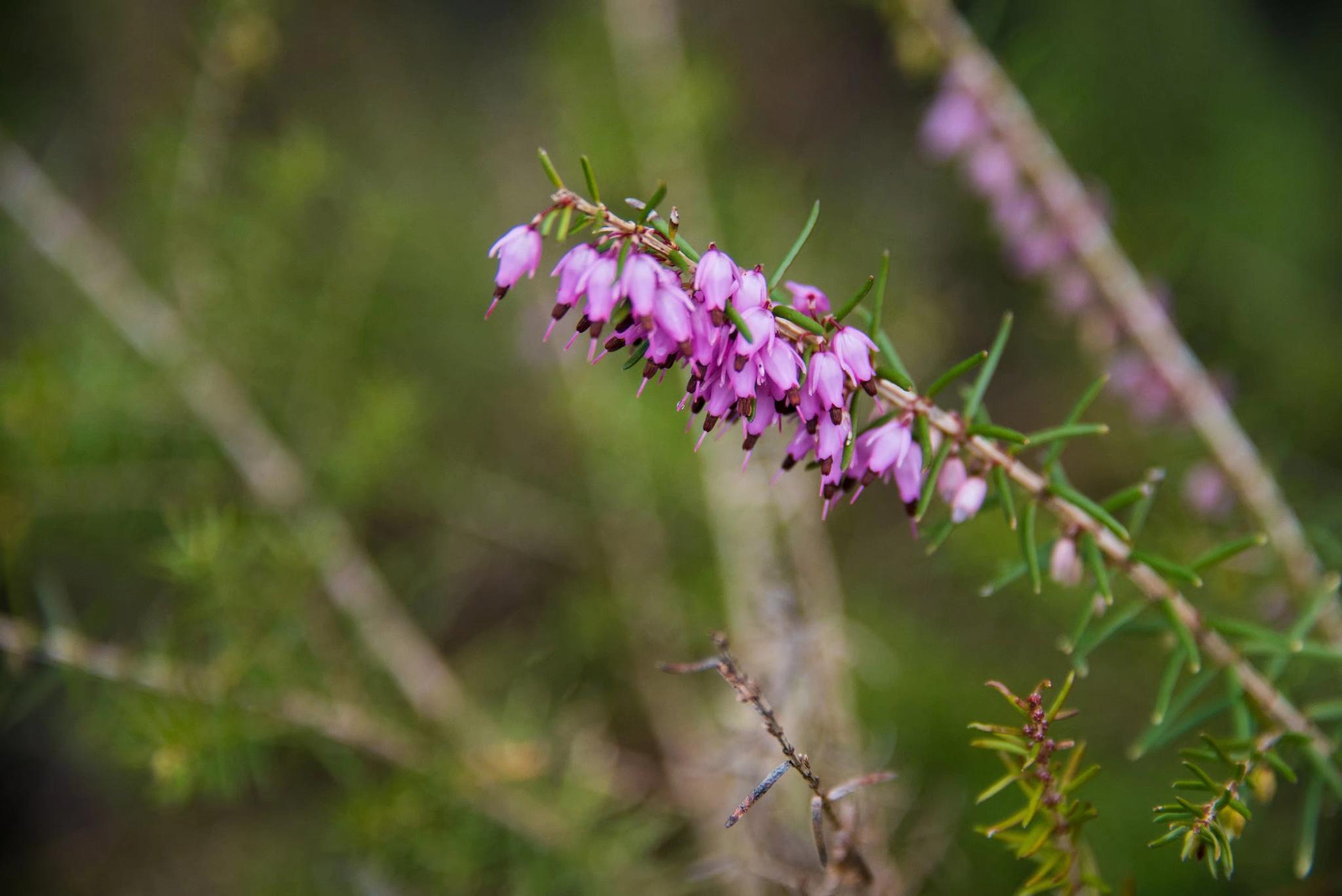 挪威国花—帚石楠(22图)