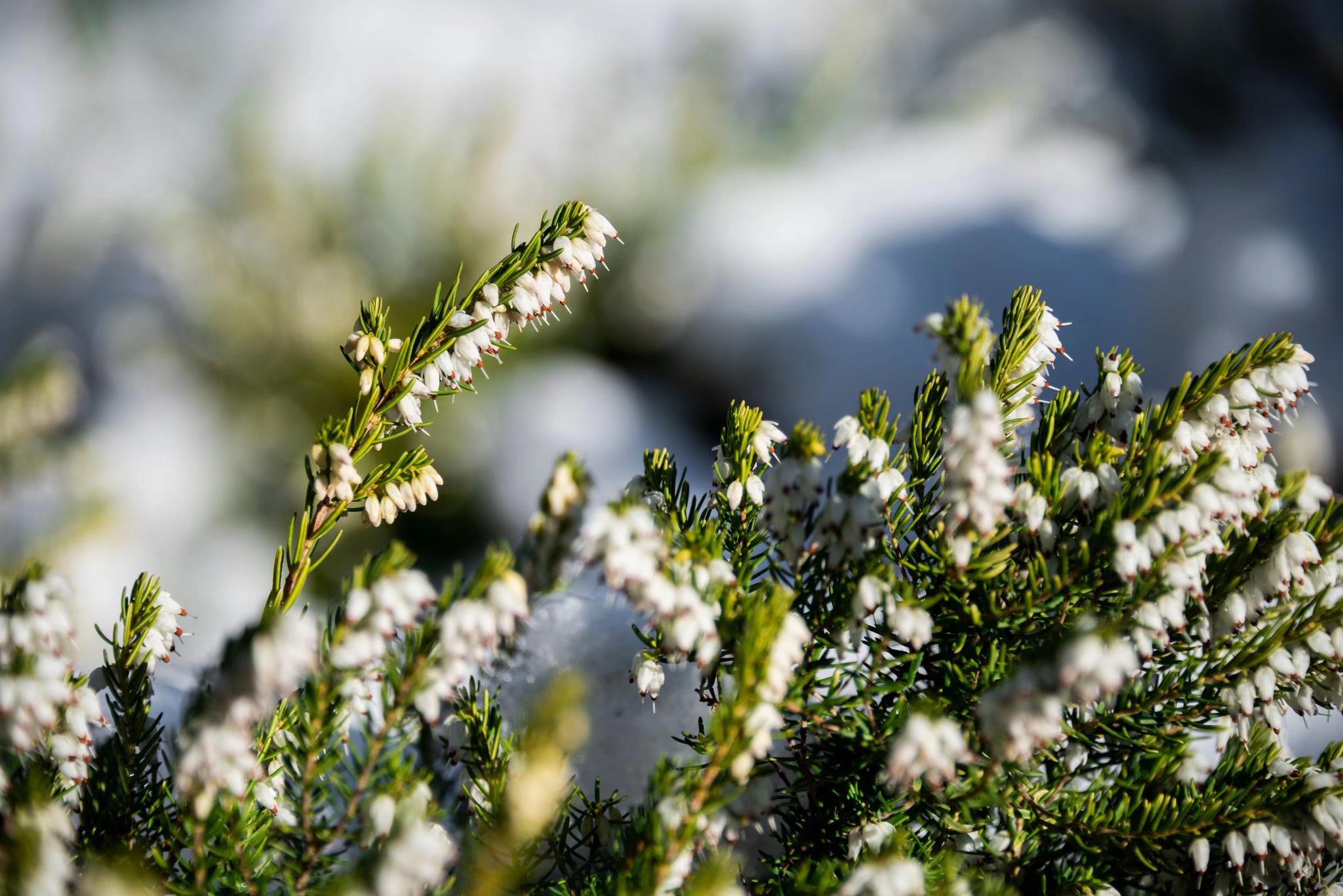 挪威国花—帚石楠(22图)