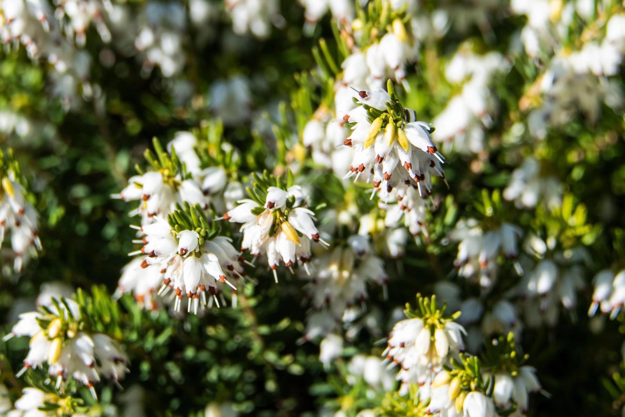 挪威国花—帚石楠(22图)
