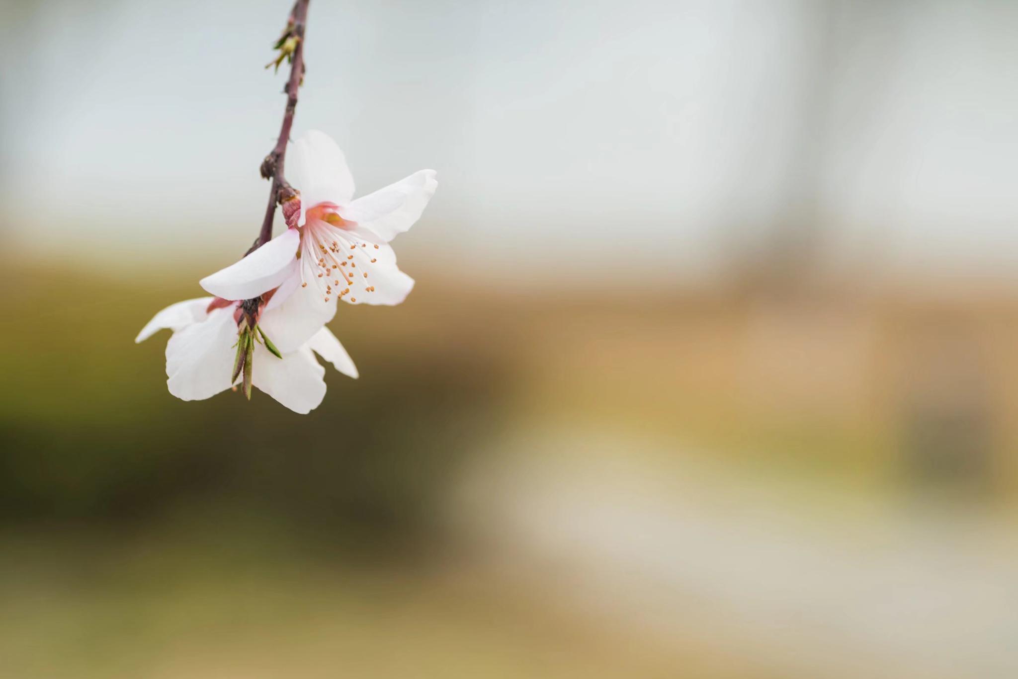 山桃花全身都是宝 你知道它的功效吗 22图