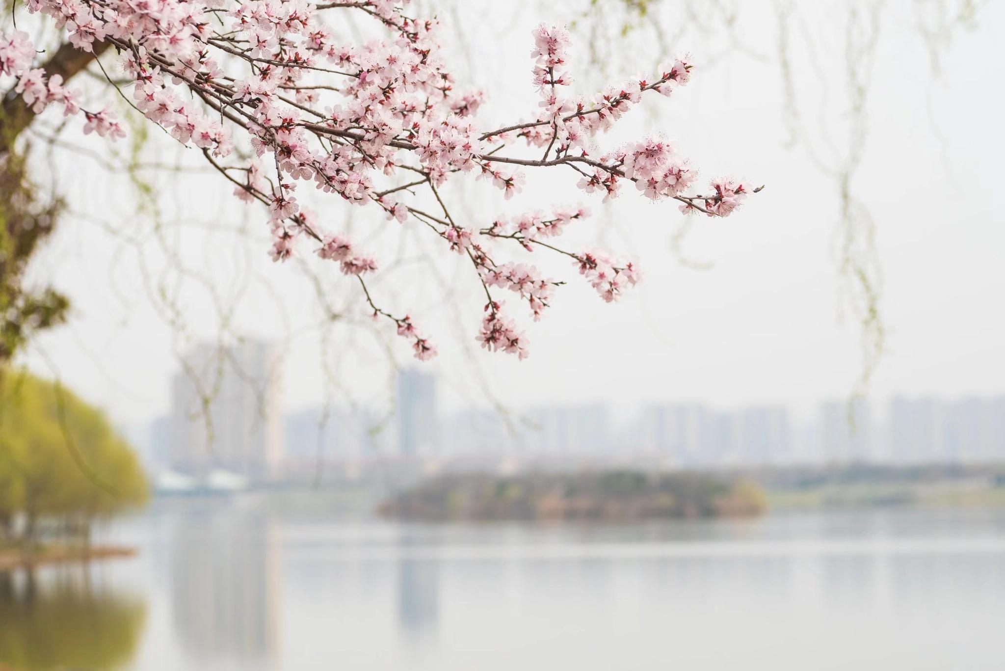 山桃花全身都是宝 你知道它的功效吗 22图