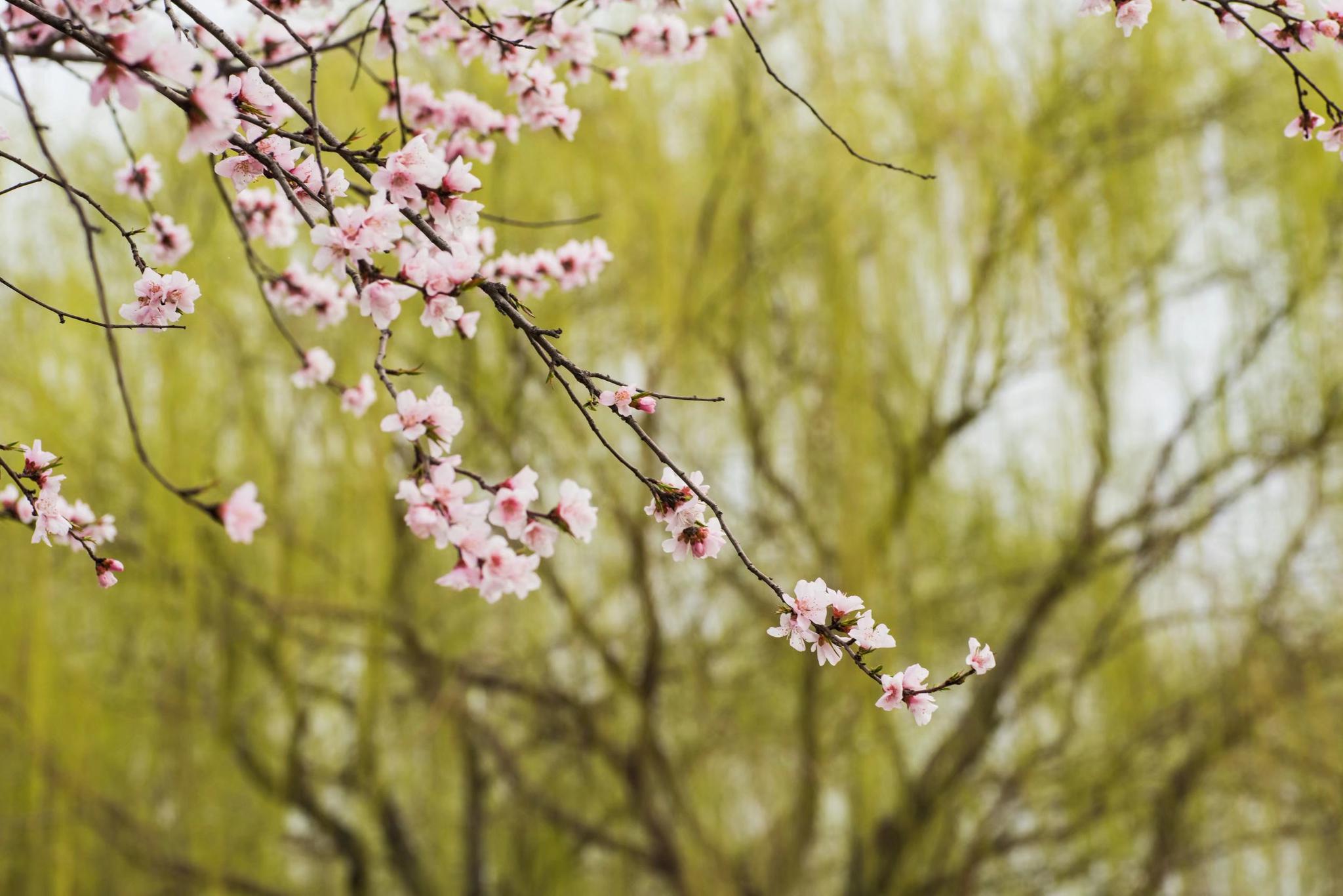 山桃 | 素材へのこだわり | 菓游 茜庵