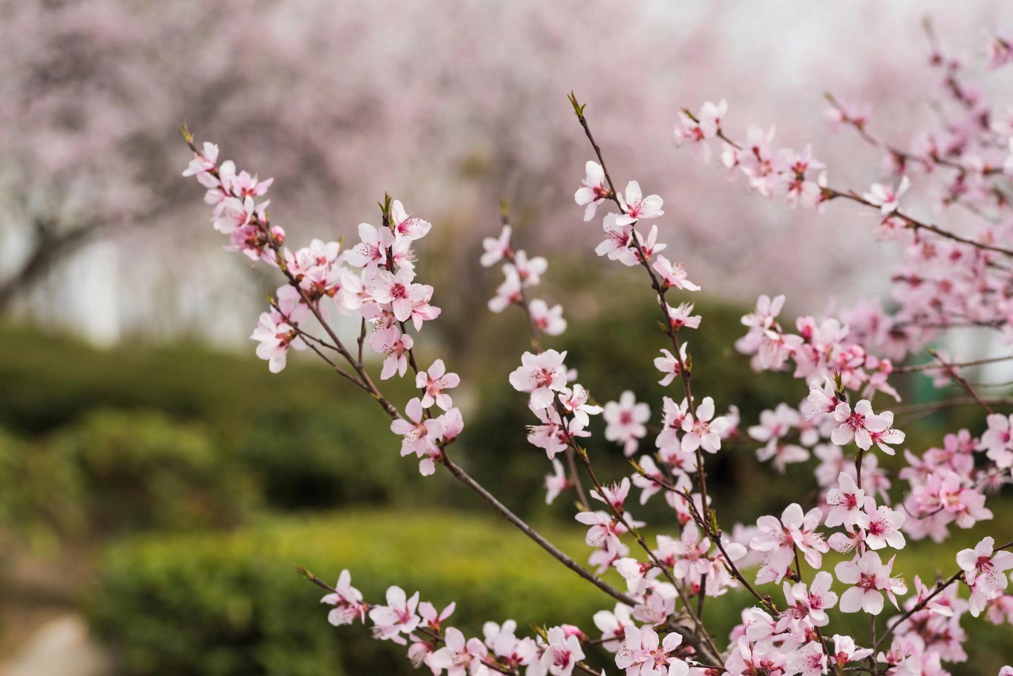 2019年三月西藏林芝桃花节旅游攻略|桃花沟|雅鲁藏布大峡谷|林芝桃花节_新浪新闻