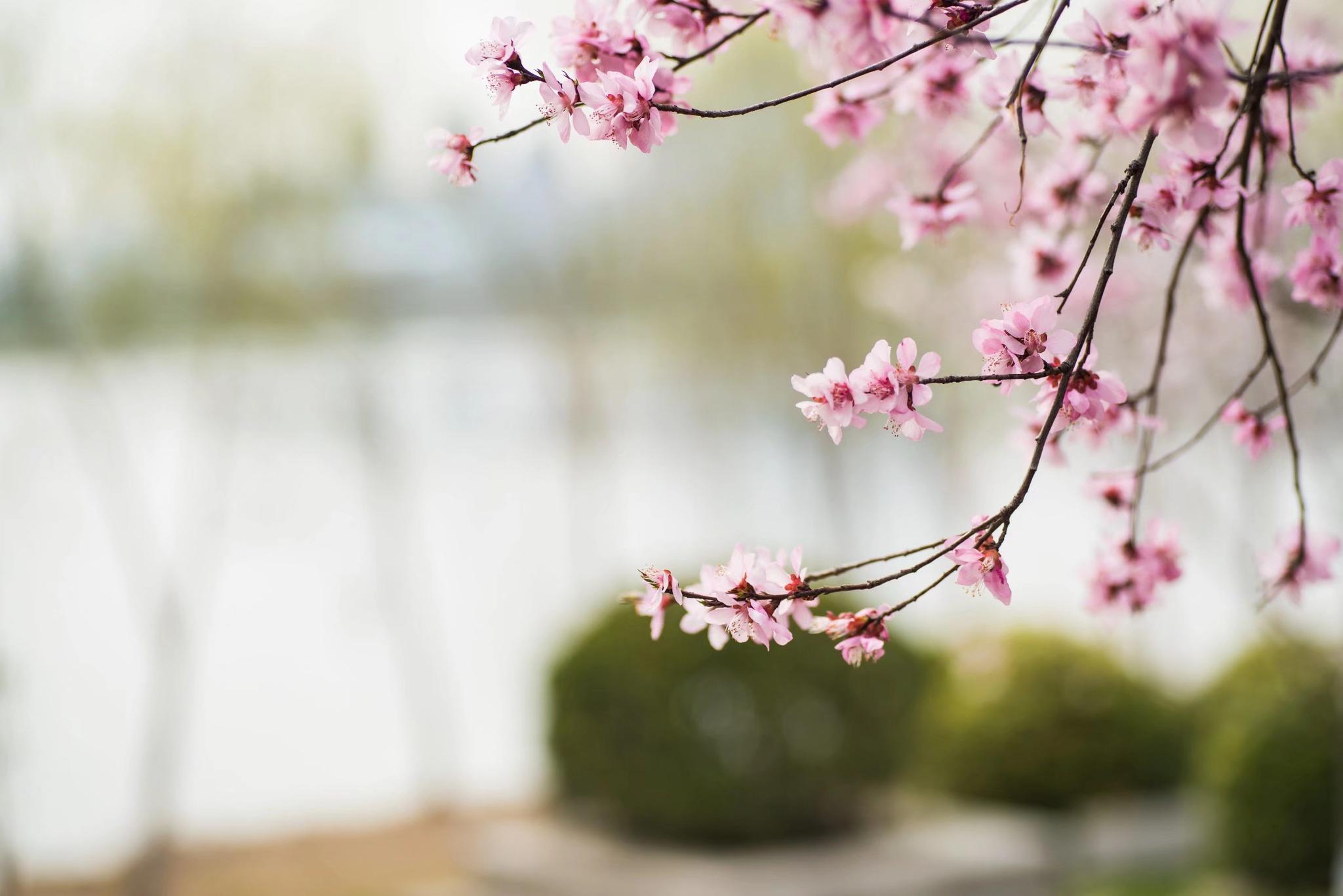 山桃花全身都是宝 你知道它的功效吗 22图