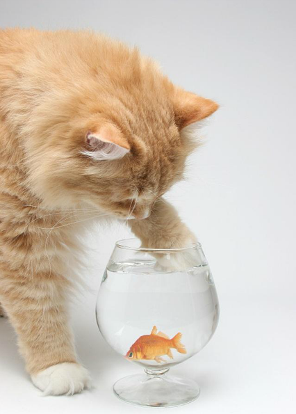 猫爱上鱼的伤感图片图片