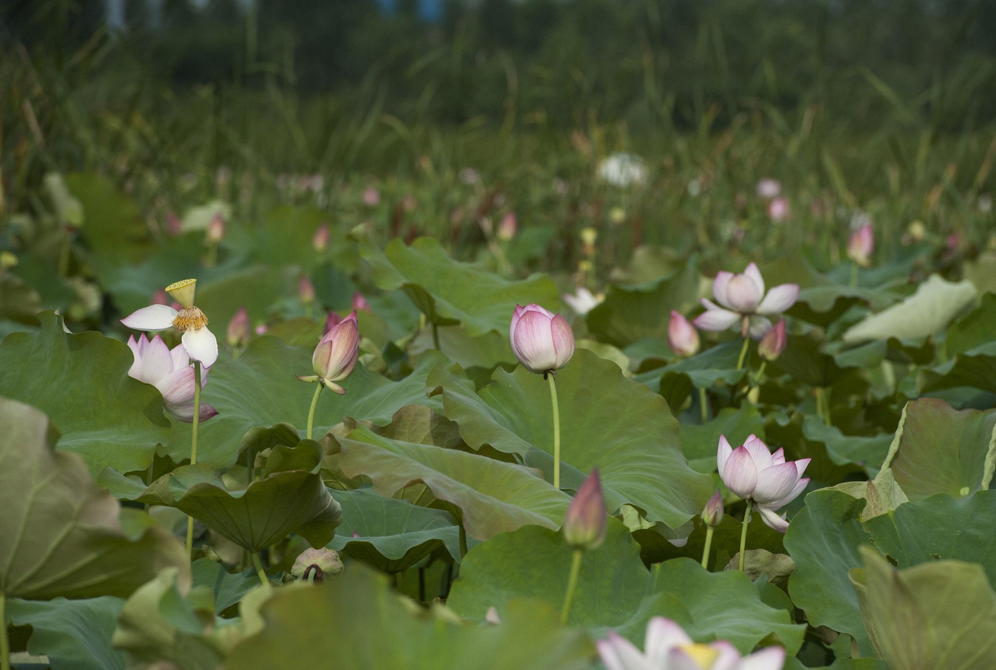 龙栖地湿地公园位于肥东县撮镇建华居委会,北接合马路,东临二十埠河