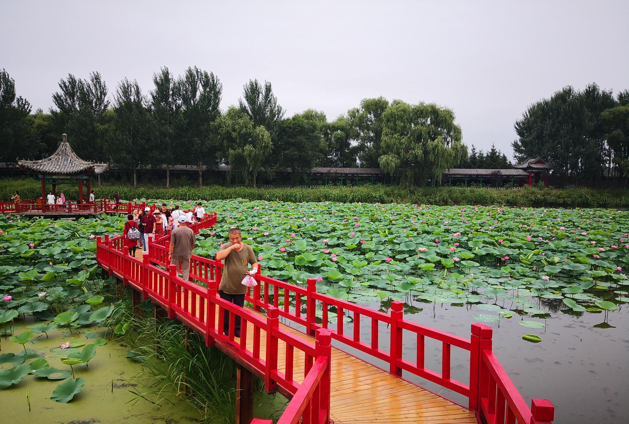 密山市荷香园重新开园迎客