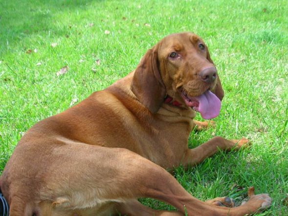 寻血猎犬,外表看起来凶猛,其实非常友善|寻血猎犬|外表|猎犬_新浪新闻