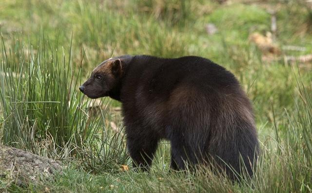 貂熊在身体外形上介于貂与熊之间,身体和四肢粗壮像熊,但有一条长尾则