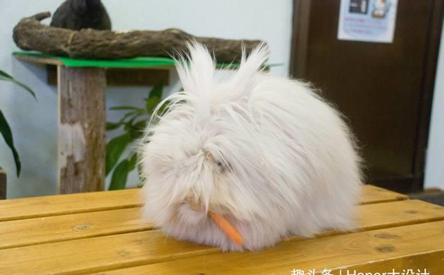毛发最长的兔子安哥拉兔兔毛长达365厘米
